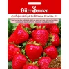 Dürr Samen Erdbeeren Florian F1 Saatgut< Töpfe