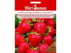 Dürr Samen Erdbeeren Florian F1 Saatgut< Töpfe