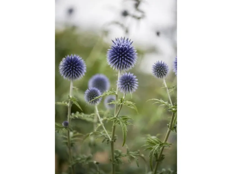 Echinops Ritro Kugeldistel Ca. 9x9 cm Topf< Töpfe