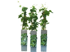 GROW by OBI Töpfe<Echter Hopfen "Northern Brew" Höhe ca. 40 - 60 cm Topf ca. 2 l Humulus lupulus
