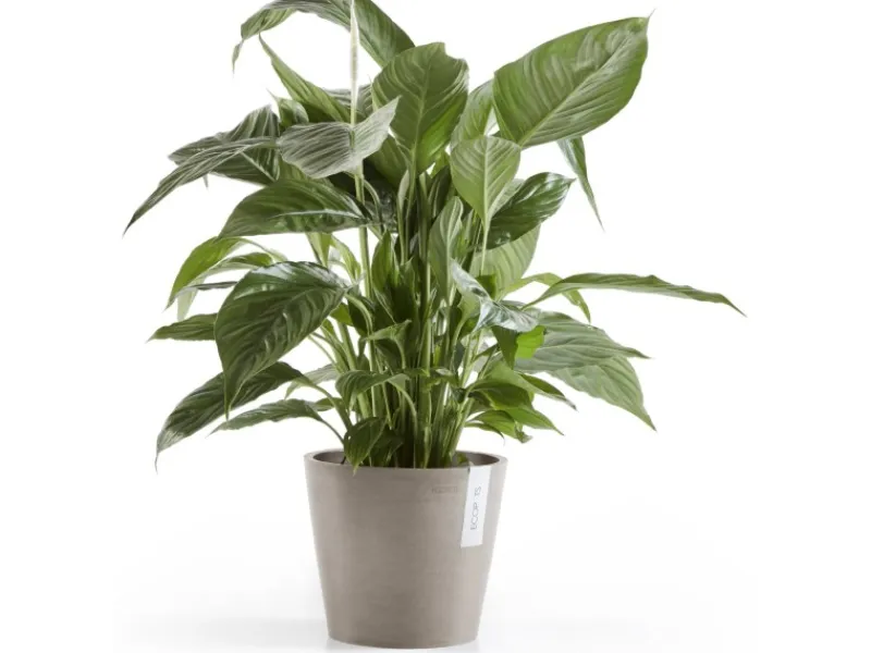 Ecopot Töpfe<s Pflanztopf Amsterdam 20 cm