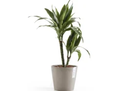 Ecopot Töpfe<s Pflanztopf Amsterdam 20 cm