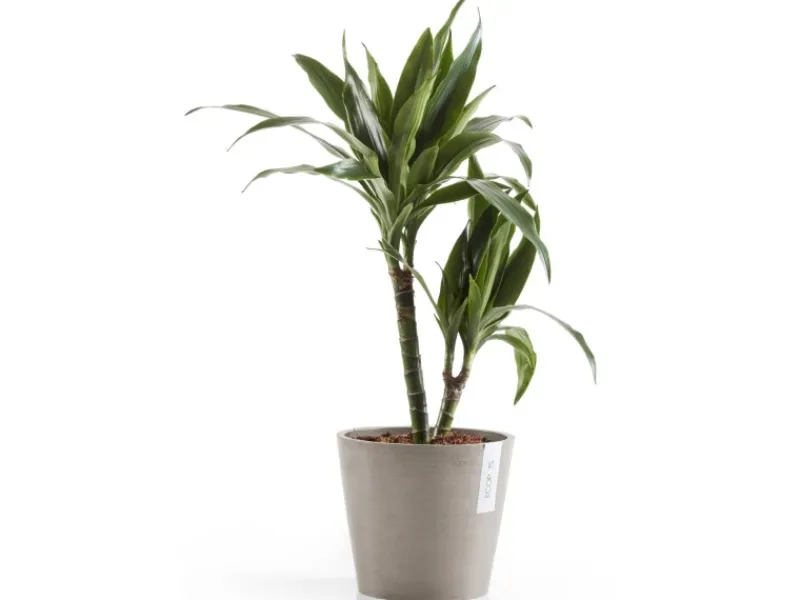 Ecopot Töpfe<s Pflanztopf Amsterdam 20 cm