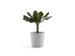 Ecopots Töpfe<Pflanztopf Amsterdam 50 cm x 43,8 cm