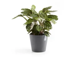 Ecopots Pflanztopf Amsterdam Ø 40 cm x 35 cm Grau< Töpfe