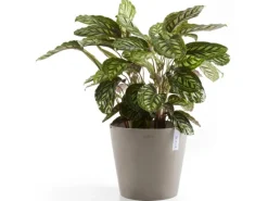 Ecopot s Pflanztopf Amsterdam 40 cm Braungrau