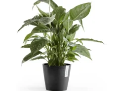 Ecopot Töpfe<s Pflanztopf Amsterdam 20 cm