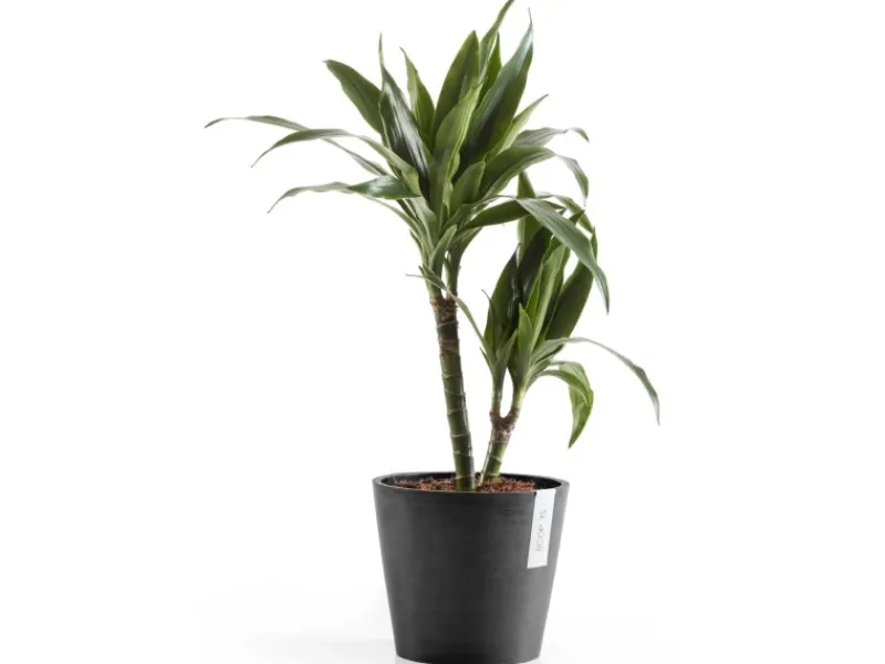 Ecopot Töpfe<s Pflanztopf Amsterdam 20 cm