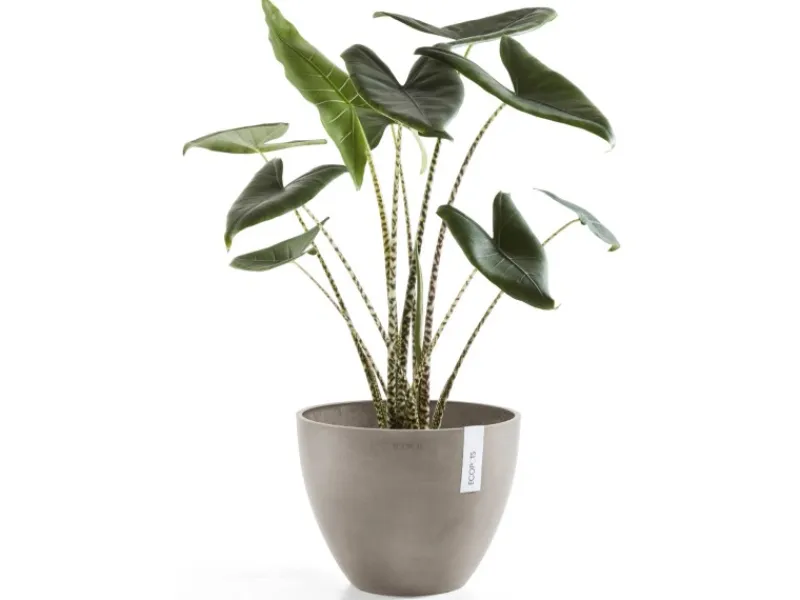 Discount Ecopot s Pflanztopf Antwerp 40 cm Braungrau