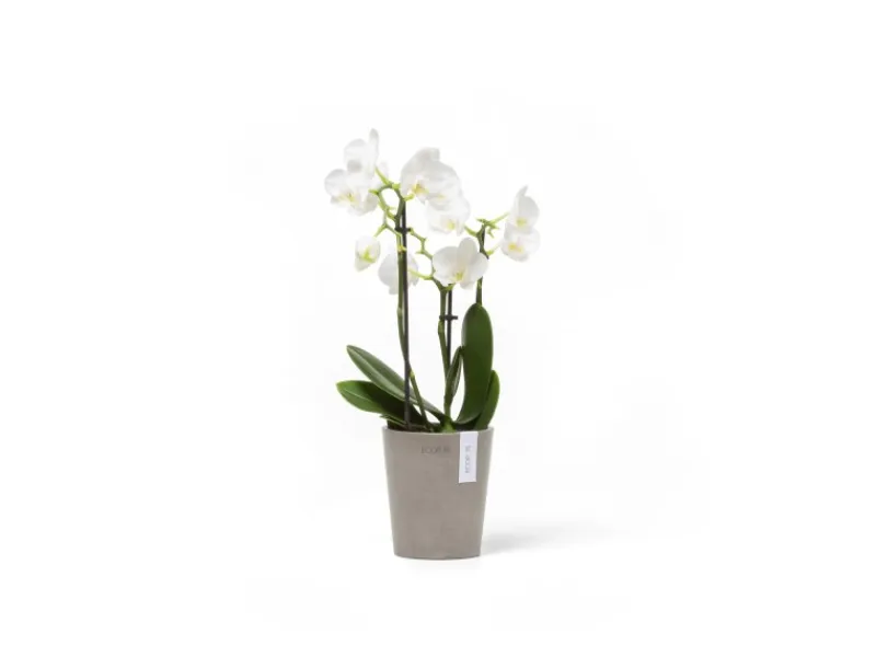 Ecopots Töpfe<Pflanztopf Morinda Braungrau 11 cm x 12,4 cm