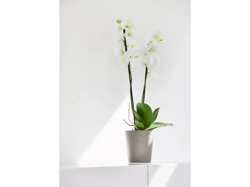 Ecopots Pflanztopf Morinda Braungrau 14,2 cm x 16 cm< Töpfe