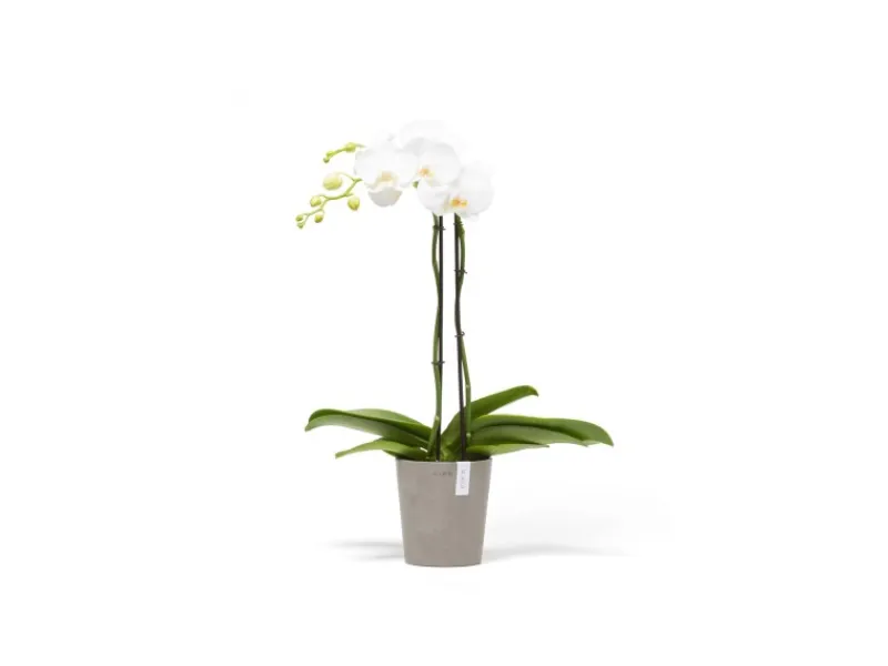 Ecopots Pflanztopf Morinda Braungrau 14,2 cm x 16 cm< Töpfe