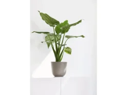 Ecopots Töpfe<Pflanztopf Oslo Mini Braungrau 19 cm x 16,5 cm