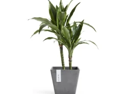 Discount Ecopot s Pflanztopf Rotterdam 20 cm x 20 cm x 17,5 cm Grau