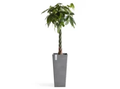 Ecopots Pflanztopf Rotterdam High 32,5 cm x 32,5 cm Grau< Töpfe
