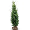 Gefrierschränke|Herde<Eibe Set à 15 Stück Höhe ca. 160 - 180 cm Ballenware Taxus baccata