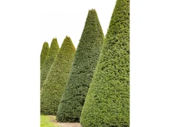 Gefrierschränke|Herde<Eibe Set à 15 Stück Höhe ca. 160 - 180 cm Ballenware Taxus baccata
