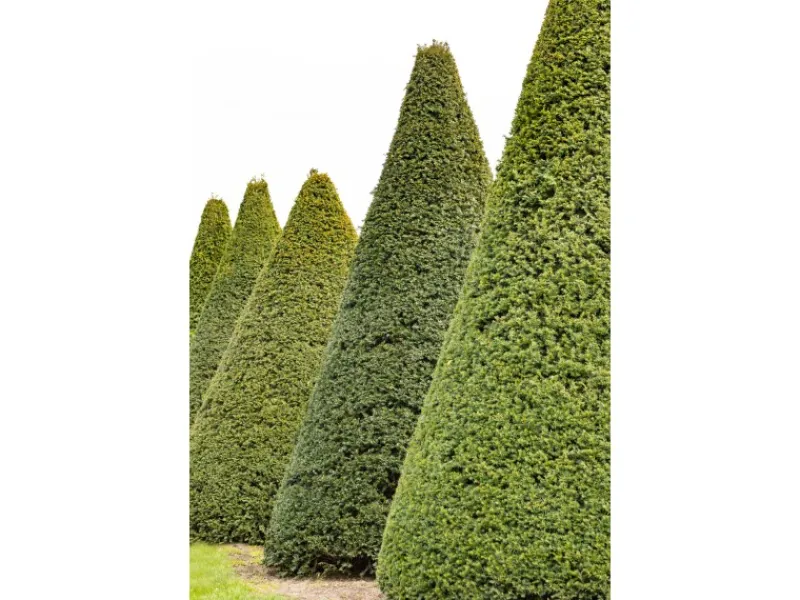 Gefrierschränke|Herde<Eibe Set à 15 Stück Höhe ca. 160 - 180 cm Ballenware Taxus baccata