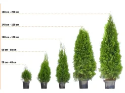 Gefrierschränke|Herde<Eibe Set à 15 Stück Höhe ca. 160 - 180 cm Ballenware Taxus baccata