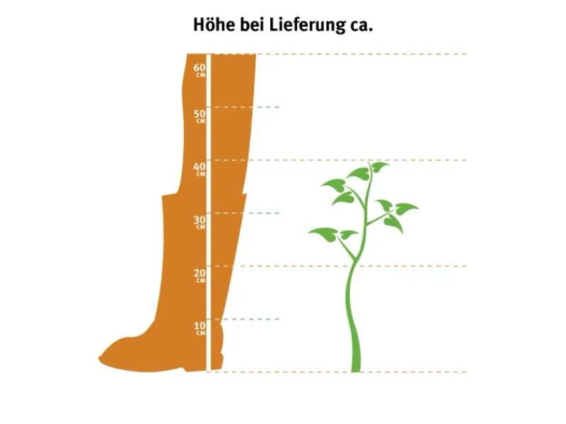 Gefrierschränke|Herde<Eibe Set à 15 Stück Höhe ca. 160 - 180 cm Ballenware Taxus baccata