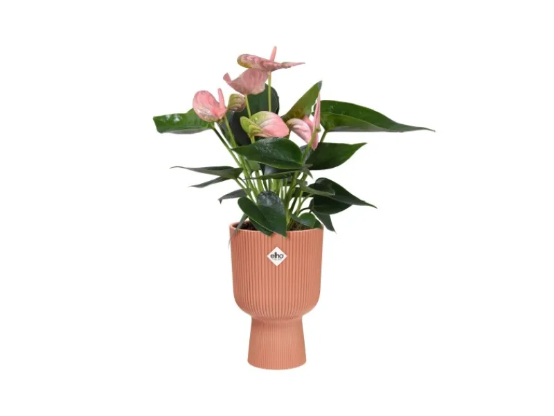 Elho Übertopf Vibes Fold Coupe 14 cm x 13,9 cm x 21 cm Zartrosa< Töpfe