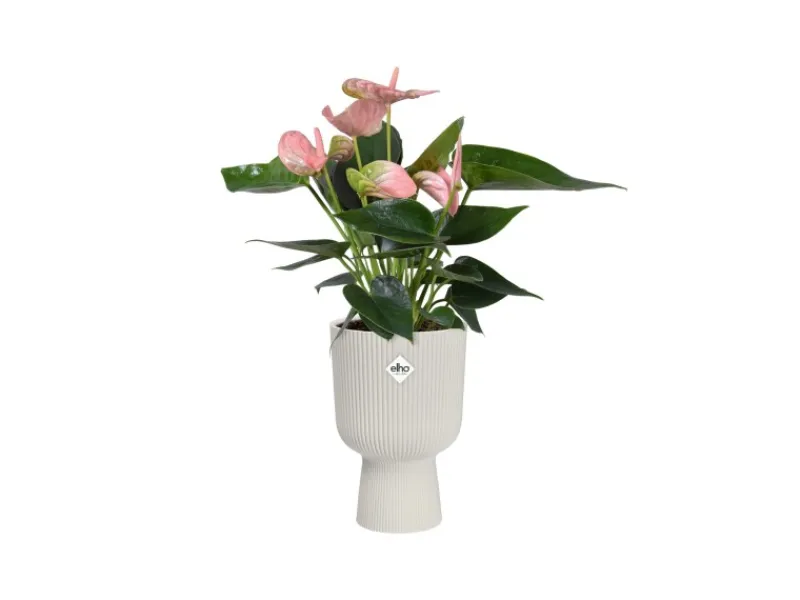 Elho Übertopf Vibes Fold Coupe 14 cm x 13,9 cm x 21 cm< Töpfe