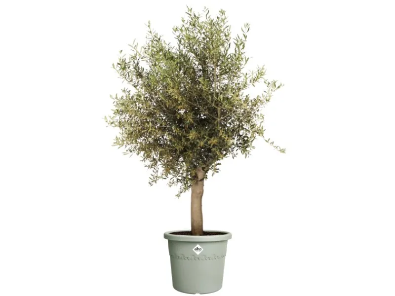 Elho Töpfe<Blumentopf Algarve Cilindro Ø 40 cm x 33 cm