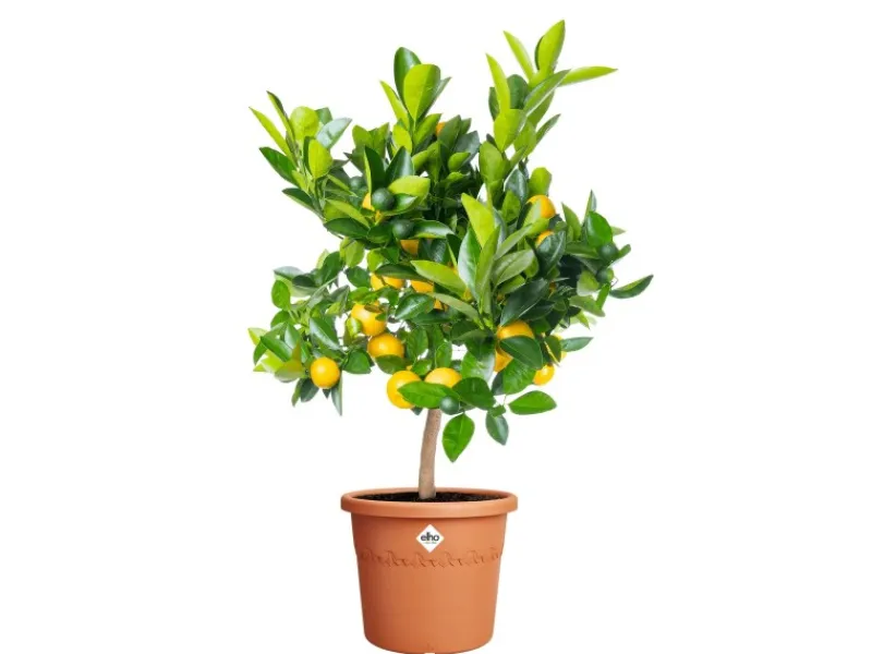 Elho Töpfe<Blumentopf Algarve Cilindro Ø 35 cm x 29 cm