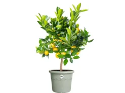 Elho Töpfe<Blumentopf Algarve Cilindro Ø 29 cm x 25 cm