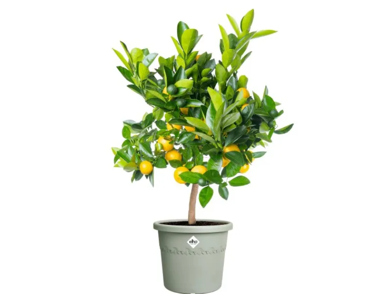 Elho Töpfe<Blumentopf Algarve Cilindro Ø 29 cm x 25 cm