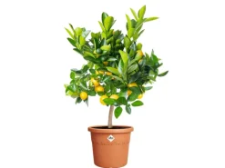 Elho Töpfe<Blumentopf Algarve Cilindro Ø 29 cm x 25 cm