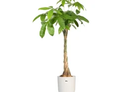 Discount Elho Blumentopf B.For Soft Rund Ø 13,8 cm Weiß