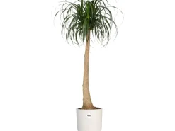 Discount Elho Blumentopf B.For Soft Rund Ø 13,8 cm Weiß