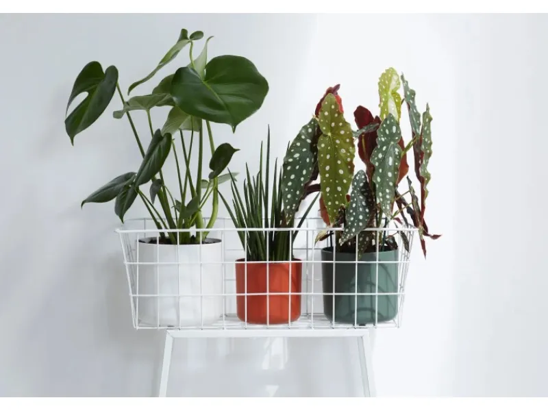 Discount Elho Blumentopf B.For Soft Rund Ø 13,8 cm Weiß