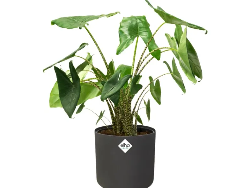 Elho Töpfe<Blumentopf B.For Soft Rund Ø 18,3 cm