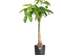 Elho Töpfe<Blumentopf B.For Soft Rund Ø 16 cm