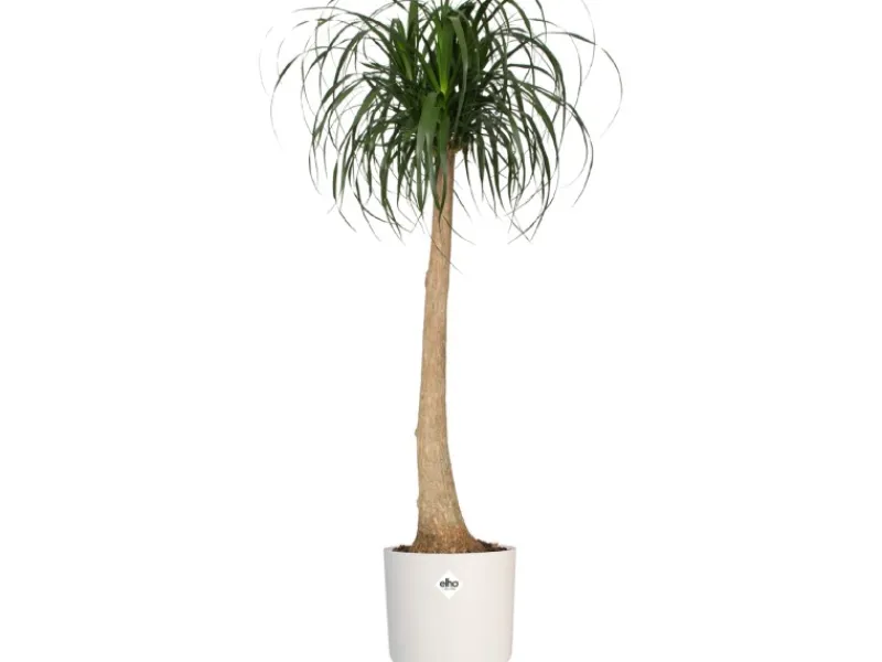Elho Töpfe<Blumentopf B.For Soft Rund Ø 24,7 cm