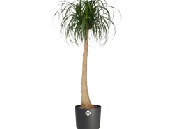 New Elho Blumentopf B.For Soft Rund Ø 34,5 cm Anthrazit