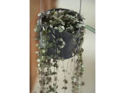 Outlet Elho Blumentopf B.For Swing Ø 18 cm Anthrazit