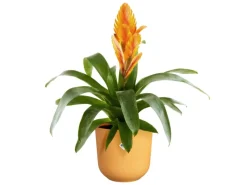 Clearance Elho Blumentopf Jazz Ø 18,9 cm x 17,6 cm Warmes Gelb