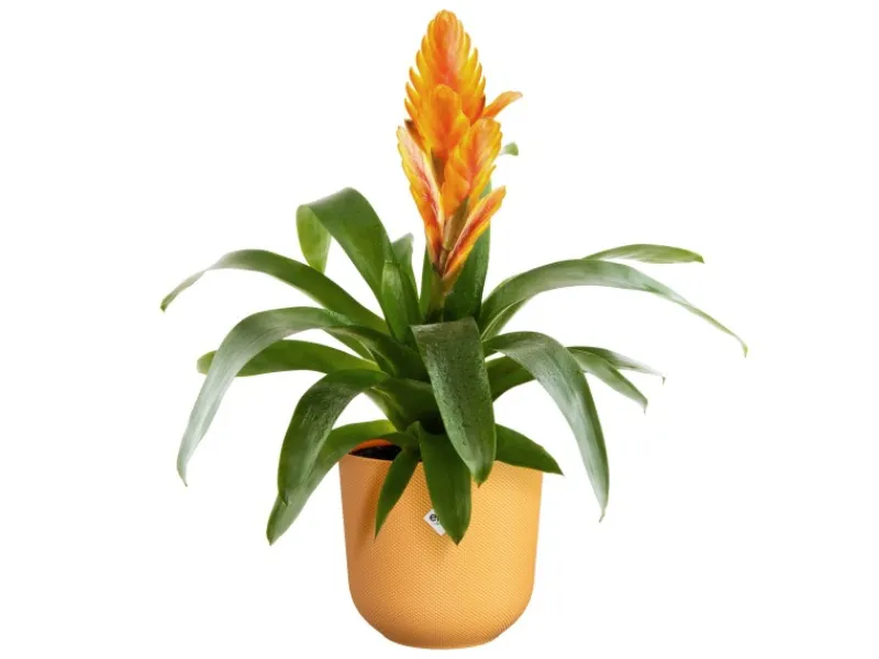 Clearance Elho Blumentopf Jazz Ø 18,9 cm x 17,6 cm Warmes Gelb