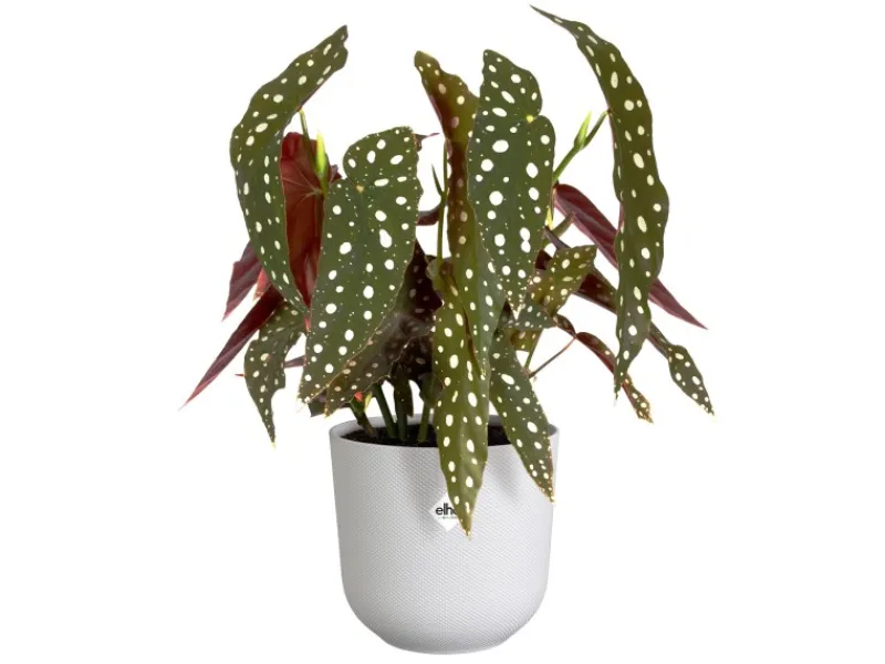 Elho Töpfe<Blumentopf Jazz Ø 16,5 cm x 15,3 cm