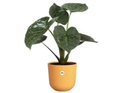 Elho Töpfe<Blumentopf Jazz Ø 23,1 cm x 21,5 cm