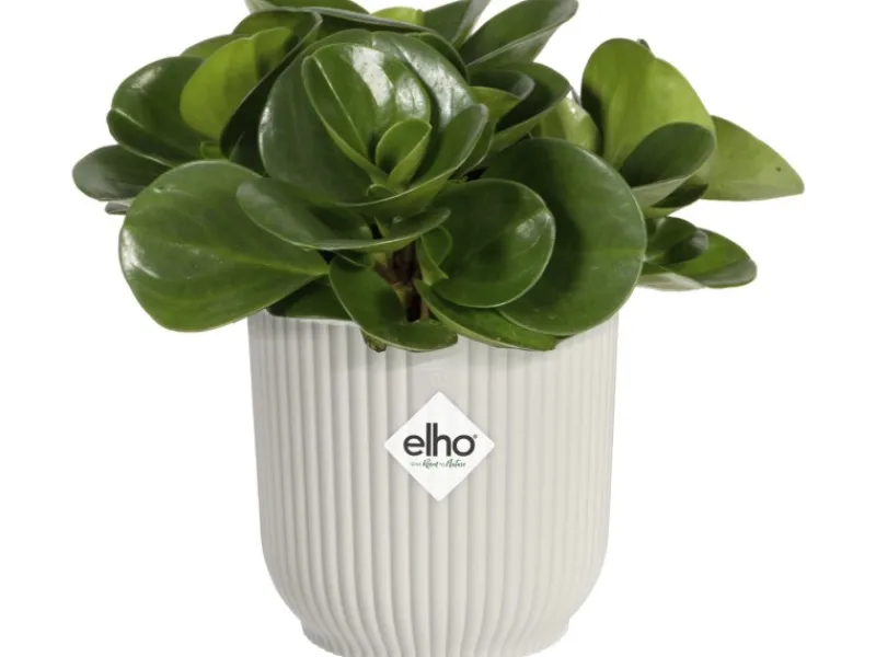 Elho Töpfe<Blumentopf Mini Vibes Ø11 cm