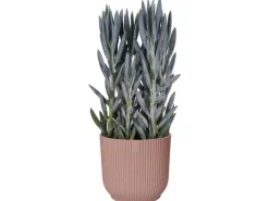 Online Elho Blumentopf Vibes Fold  Ø 30 cm Zartrosa