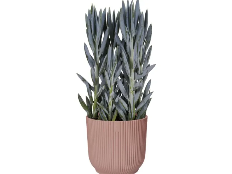 Online Elho Blumentopf Vibes Fold Ø 30 cm Zartrosa
