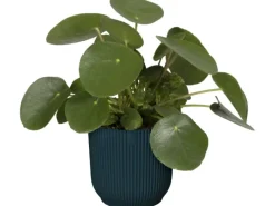 Elho Blumentopf Vibes Fold  Ø 30 cm< Töpfe