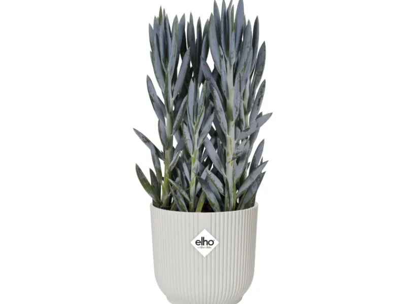 Elho Töpfe<Blumentopf Vibes mit Rollen Ø 34,9 cm