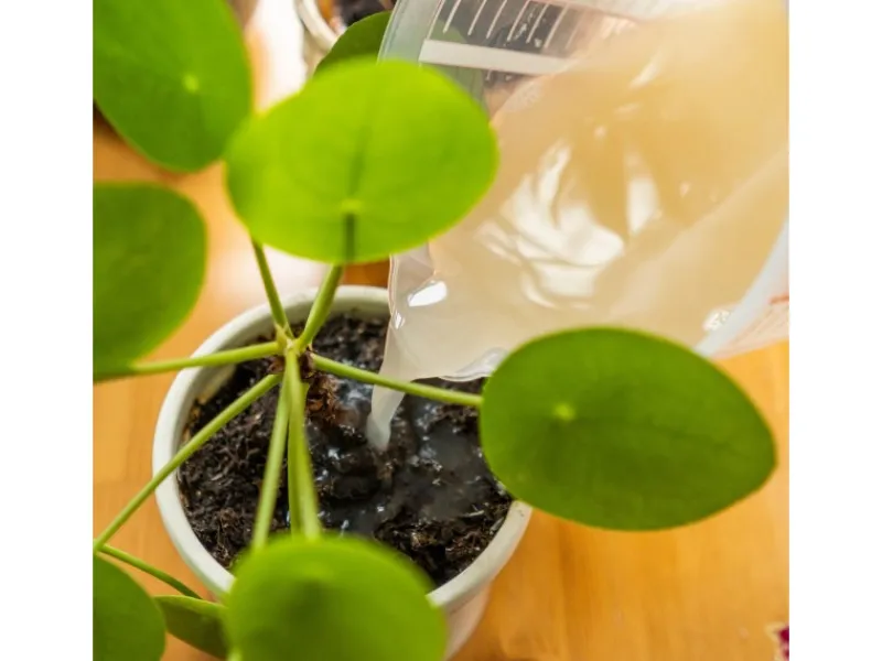 e-nema 3 Mio. SF-Nematoden gegen Trauermücken nemaplus< Töpfe