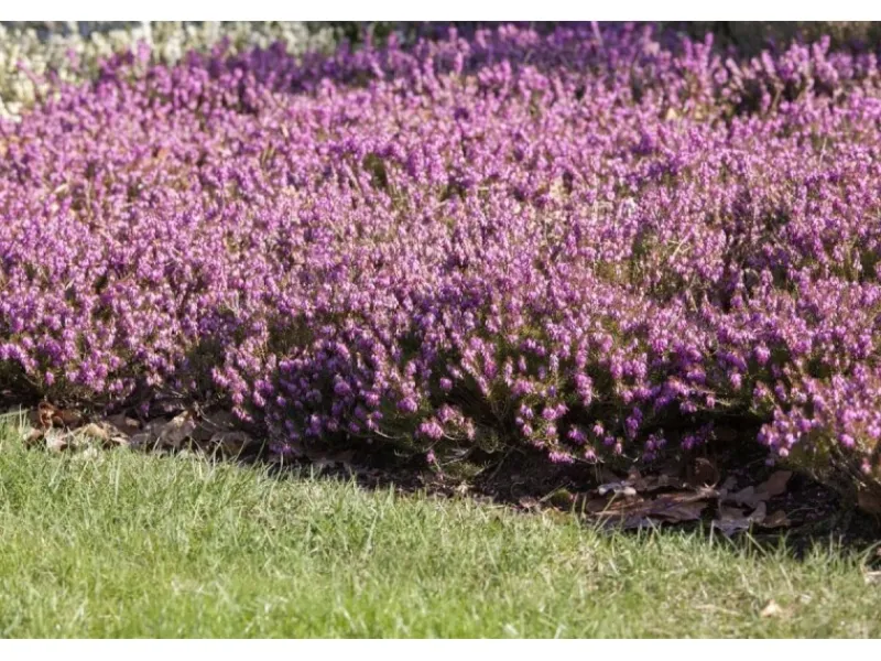 Töpfe<Erica Carnea Rosalie Schneeheide Ca. 11x11 cm Topf